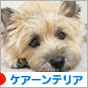 にほんブログ村 犬ブログ ケアーンテリアへ